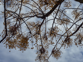 Fototapeta na wymiar ramas de árbol sin hojas con racimos de bolas de frutos redondos secos