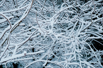 bavarian national park winter snow forest trees frost and sun landscape nature beauty