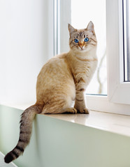 Beautiful Siamese red cat sitting on  window