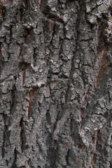 Fototapeta premium Tree gray bark texture or background