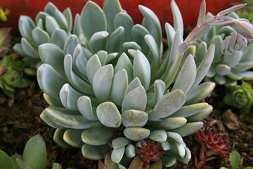Fototapeta premium Sempervivum tectorum in closeup, housekeep