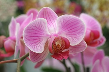 Naklejka na ściany i meble Beautiful pink orchid flowers cluster