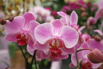 Fototapeta na wymiar Beautiful pink orchid flowers cluster