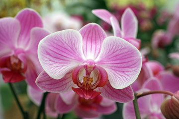 Fototapeta na wymiar Beautiful pink orchid flowers cluster