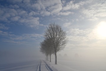 4 Linden bei Schnee, Nebel und Sonne