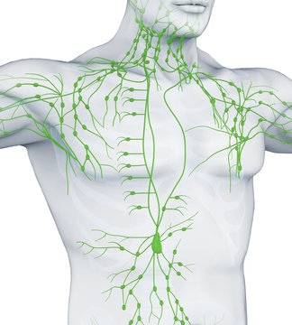 Human Lymphatic System Illustration