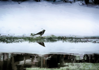 Fototapeta premium birds on the lake