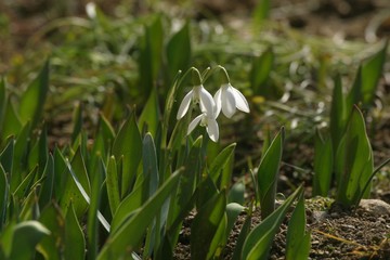 Spring flowers in the field