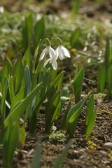 Spring flowers in the field