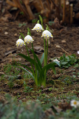 Spring flowers in the field