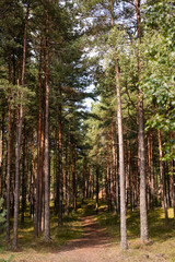 natural pine forest at sunny day, pure nature concept