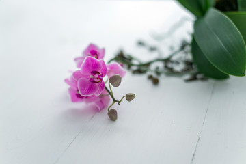 Orchid flower on white background