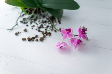 Orchid flower on white background