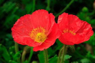 Fototapeta premium Corn poppy flowers