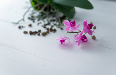 Orchid flower on white background