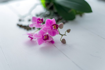 Orchid flower on white background