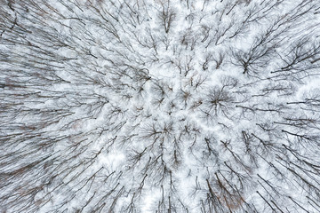 Top view of winter trees in the forest
