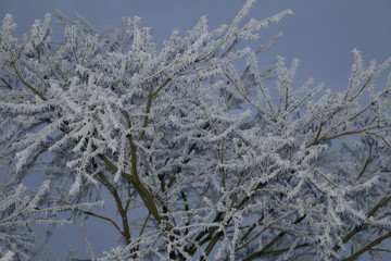 Snow Tree