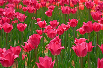 Tulips flowers in the garden