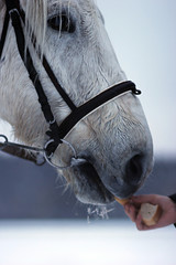 White horse portrait
