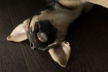 Fototapeta premium Funny puppy playing lying upside down.