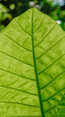 Beautiful veins of tropical plant leaves( scientific name : Alocasia macrorrhizos). nature background.