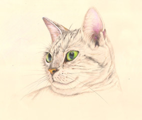 Cat in colored pencils
