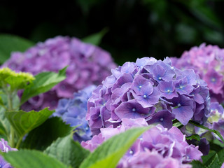 Hydrangea