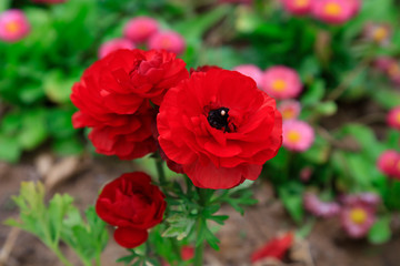 Obraz premium ranunculus flowers