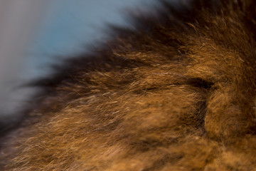 cat fur on the back for text and background