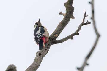 Great Spotted Woodpecker on branch (Dendrocopos major)