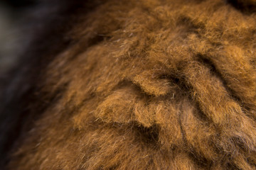 cat fur on the back texture