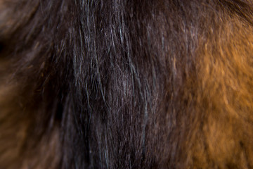 cat fur texture for text