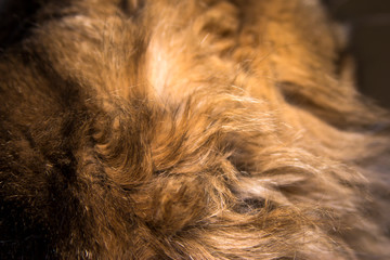 cat fur texture