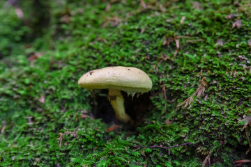 【秋のブナ林】ブナ林の苔の中でみつけたきのこ