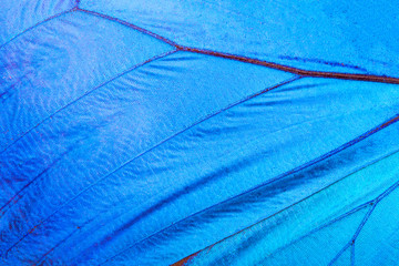 morpho didus butterfly wing. close-up © Fotograf