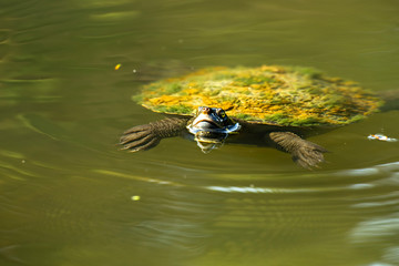 Australian freshwater turtle