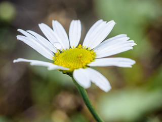 Obraz premium Beautiful small wild flower