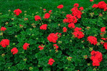 Fototapeta premium geranium flowers