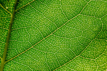 Structure texture green leaf closeup