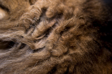 thick animal cat hair