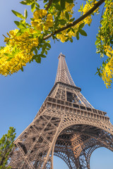 Eiffel Tower with spring trees in Paris, France