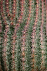 Cactus background close up