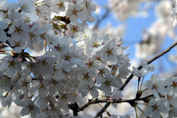 Close up of fruit flowers in the earliest springtime