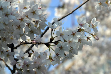 Close up of fruit flowers in the earliest springtime