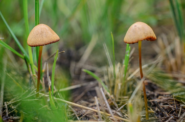 Beautiful little mushrooms