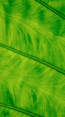 Beautiful veins of tropical plant leaves( scientific name : Alocasia macrorrhizos). nature background.