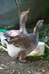 Couple d'oies attedant la nourriture