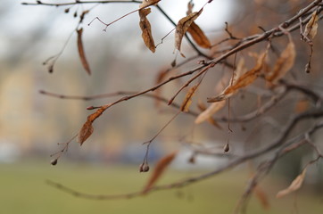 Fototapeta na wymiar beautiful leaves on a tree in winter