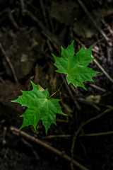 Beautiful leaves of trees in the sunlight